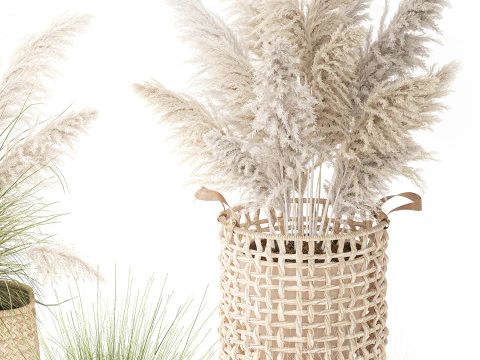 Set di canne di erba di pampa in cestini di vimini bianchi per piante Modello 3D