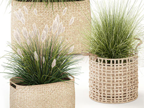 Set di canne di erba di pampa in cestini di vimini bianchi per piante Modello 3D