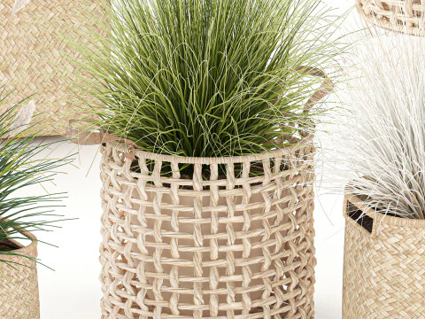 Set di canne di erba di pampa in cestini di vimini bianchi per piante Modello 3D