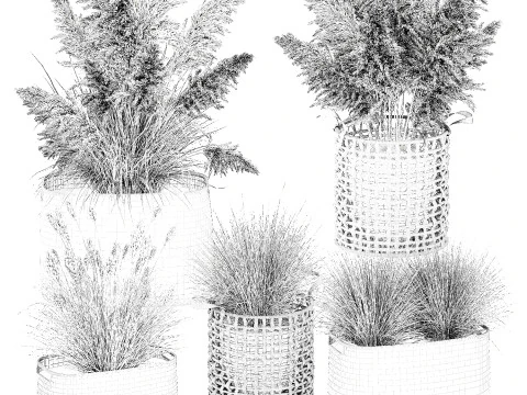 Set di canne di erba di pampa in cestini di vimini bianchi per piante Modello 3D