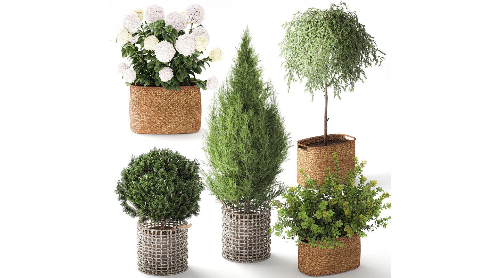 Plants baskets hydrangea Juniper Olive tree bushes 3D Model .c4d .max .obj .3ds .fbx .stl .blend