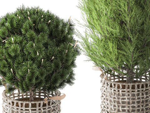 Plants baskets hydrangea Juniper Olive tree bushes 3D Model