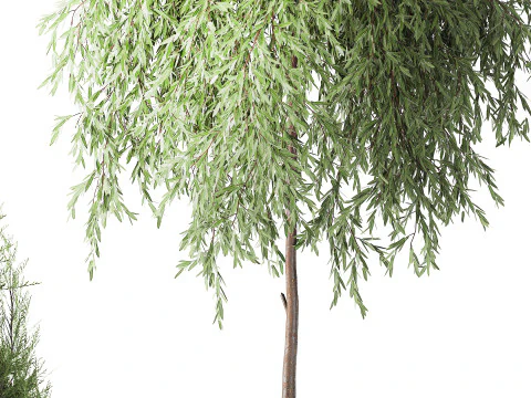 Plants baskets hydrangea Juniper Olive tree bushes 3D Model