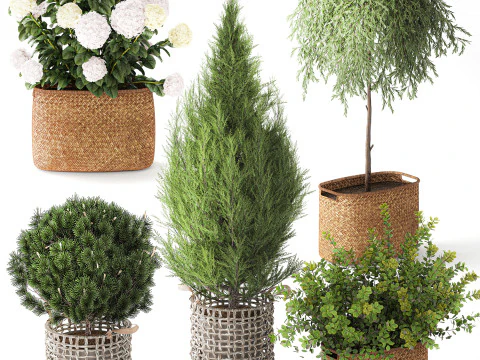 Plants baskets hydrangea Juniper Olive tree bushes 3D Model