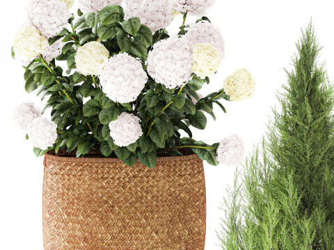 Plants baskets hydrangea Juniper Olive tree bushes 3D Model