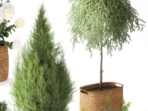 Plants baskets hydrangea Juniper Olive tree bushes 3D Model