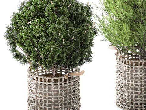 Plants baskets hydrangea Juniper Olive tree bushes 3D Model