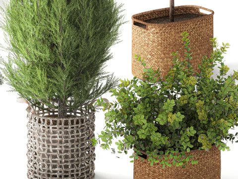 Plants baskets hydrangea Juniper Olive tree bushes 3D Model