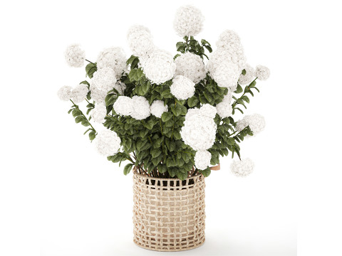 सफेद हाइड्रेंजिया फूल झाड़ियाँ रतन टोकरी सजावट बर्तन 3D मॉडल