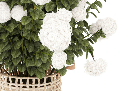 White Hydrangea flower bushes rattan basket decor pot 3D Model