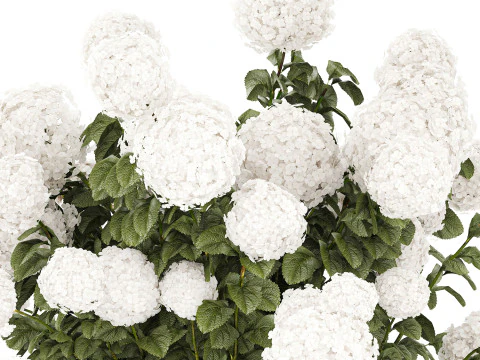 White Hydrangea flower bushes rattan basket decor pot 3D Model