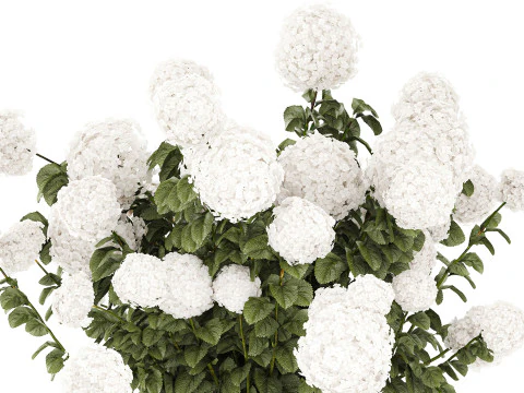 White Hydrangea flower bushes rattan basket decor pot 3D Model