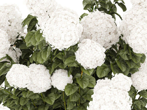 White Hydrangea flower bushes rattan basket decor pot 3D Model