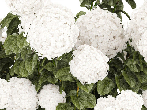 White Hydrangea flower bushes rattan basket decor pot 3D Model
