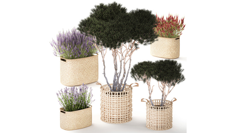 Topiary arbustos árboles pino lavanda Calluna cestas set decoración Modelo 3D .c4d .max .obj .3ds .fbx .stl .blend