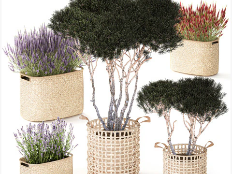 Topiary bushes trees pine lavender Calluna baskets set decor 3D Model