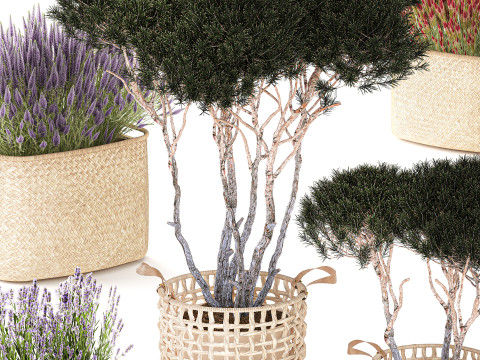 Topiary arbustos &aacute;rboles pino lavanda Calluna cestas set decoraci&oacute;n Modelo 3D