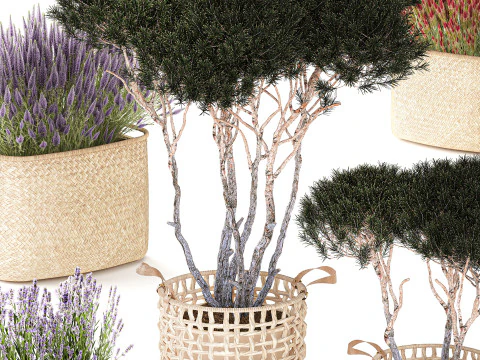 Topiary bushes trees pine lavender Calluna baskets set decor 3D Model