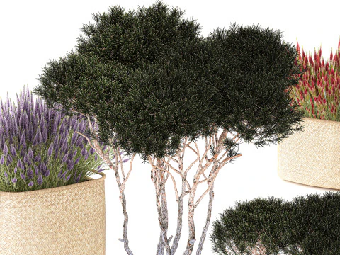 Topiary bushes trees pine lavender Calluna baskets set decor 3D Model