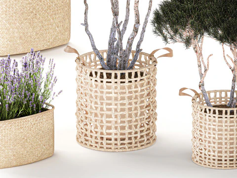 Topiary bushes trees pine lavender Calluna baskets set decor 3D Model