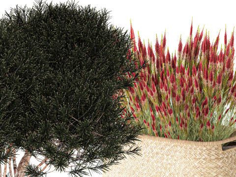 Topiary arbustos &aacute;rboles pino lavanda Calluna cestas set decoraci&oacute;n Modelo 3D