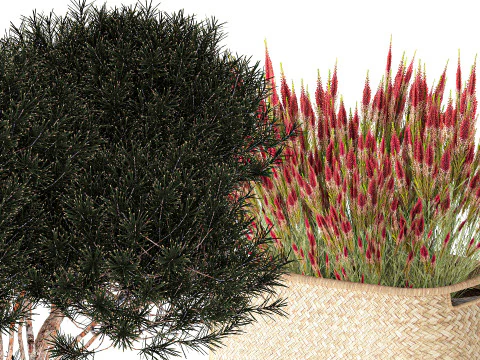 Topiary bushes trees pine lavender Calluna baskets set decor 3D Model