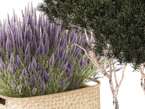 Topiary arbustos &aacute;rboles pino lavanda Calluna cestas set decoraci&oacute;n Modelo 3D