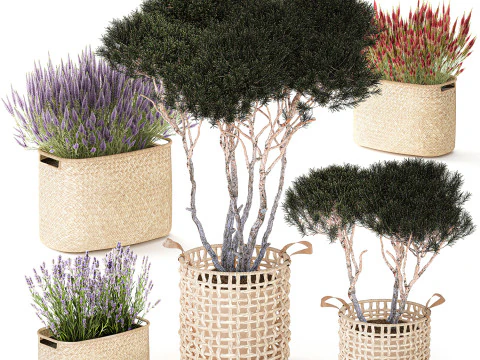 Topiary bushes trees pine lavender Calluna baskets set decor 3D Model