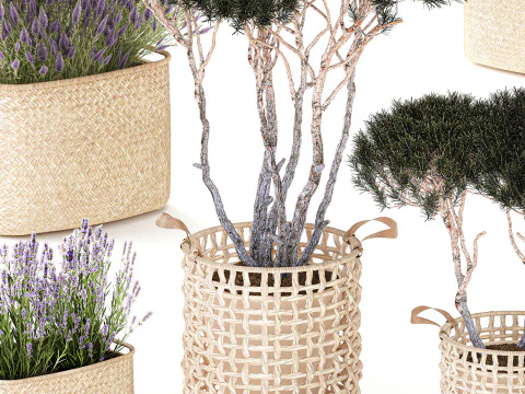 Topiary bushes trees pine lavender Calluna baskets set decor 3D Model