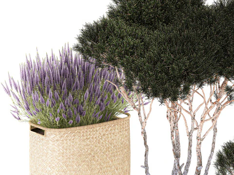 Topiary bushes trees pine lavender Calluna baskets set decor 3D Model