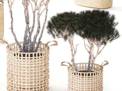 Topiary bushes trees pine lavender Calluna baskets set decor 3D Model