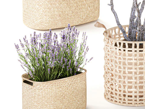Topiary bushes trees pine lavender Calluna baskets set decor 3D Model