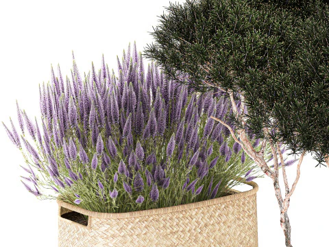 Topiary bushes trees pine lavender Calluna baskets set decor 3D Model