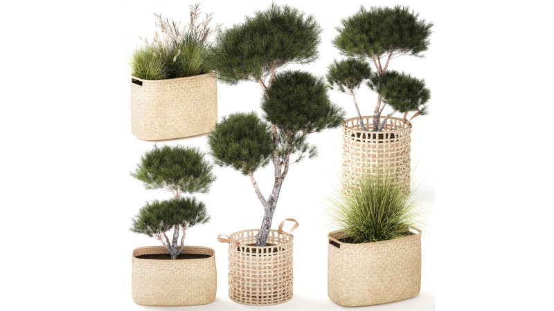 Topiary bushes trees pine spruce basket Pampas set 3D Model .c4d .max .obj .3ds .fbx .stl .blend 