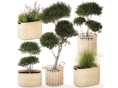 Topiaria cespugli alberi pino abete rosso cestino Pampas set Modello 3D