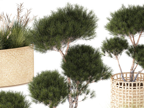 Topiary bushes trees pine spruce basket Pampas set 3D Model