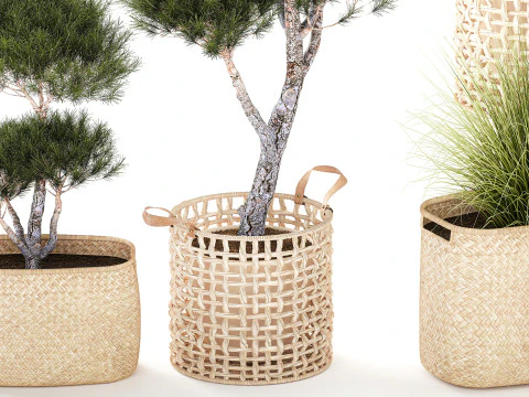 Conjunto de arbustos de topiaria, pinheiro, abeto, pampas Modelo 3D