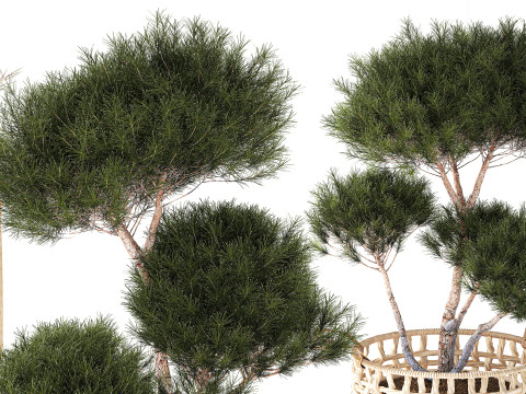 Topiary bushes trees pine spruce basket Pampas set 3D Model
