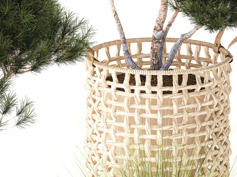 Conjunto de arbustos de topiaria, pinheiro, abeto, pampas Modelo 3D