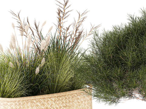 Topiary bushes trees pine spruce basket Pampas set 3D Model