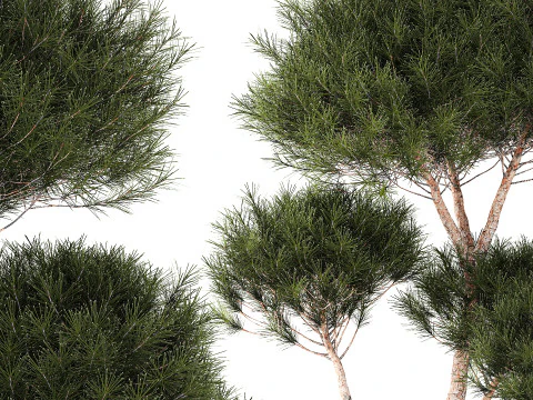 Conjunto de arbustos de topiaria, pinheiro, abeto, pampas Modelo 3D