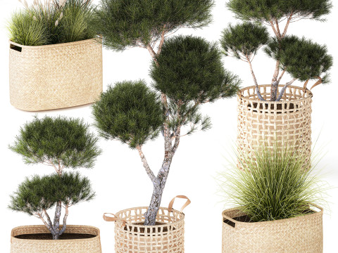 Topiary bushes trees pine spruce basket Pampas set 3D Model