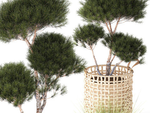 Topiary bushes trees pine spruce basket Pampas set 3D Model