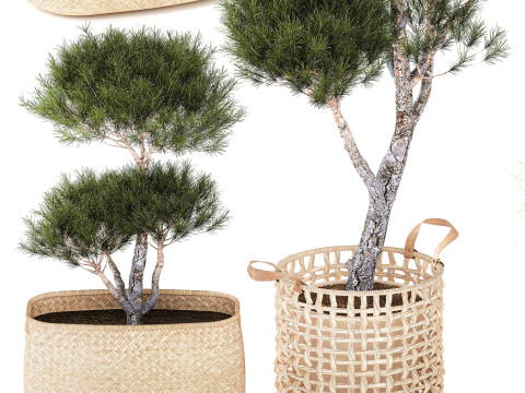 Topiary bushes trees pine spruce basket Pampas set 3D Model