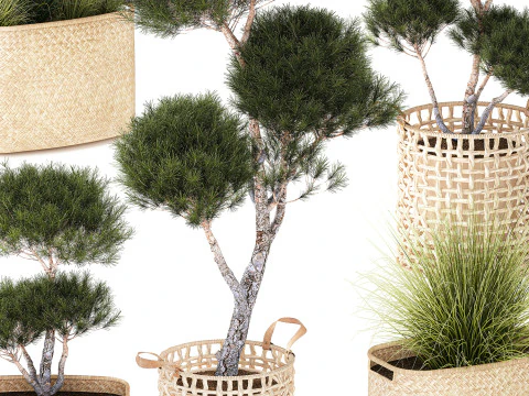 Conjunto de arbustos de topiaria, pinheiro, abeto, pampas Modelo 3D