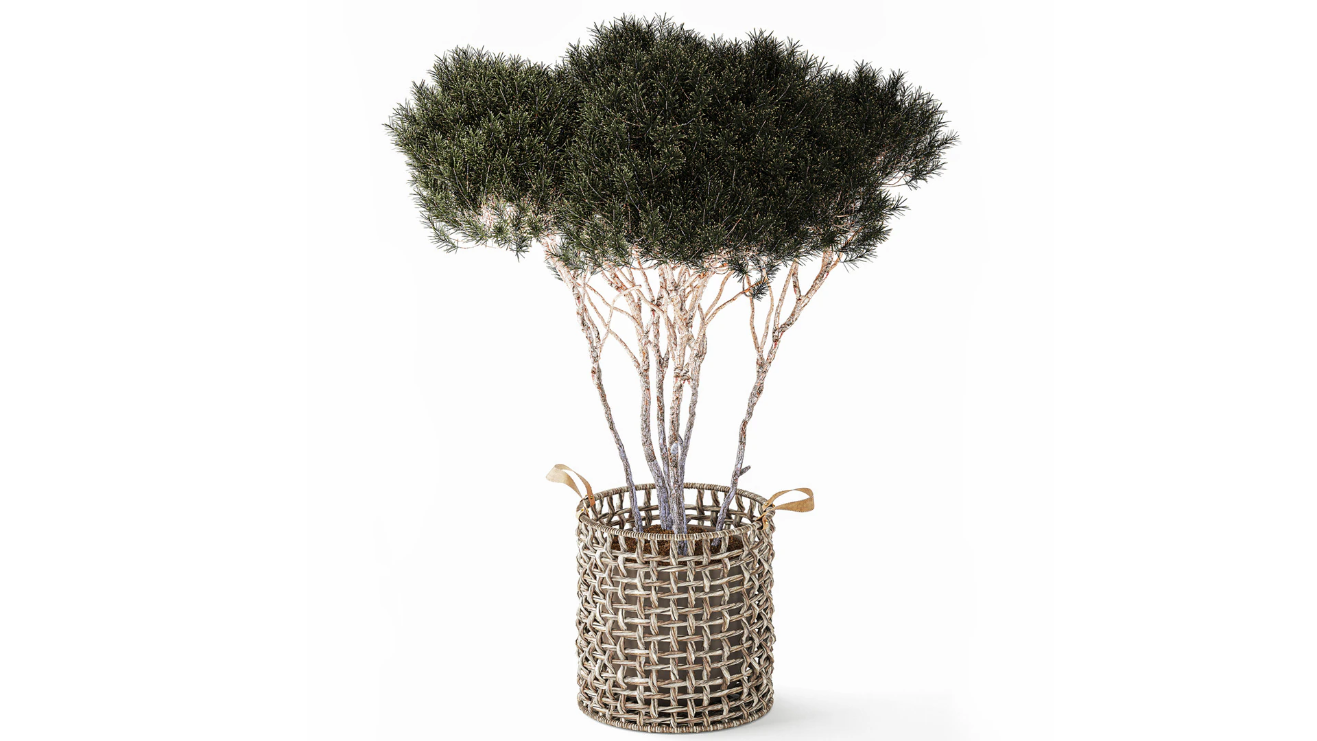 Topiary Tree Pine Spruce Fir Basket Pot 3D Model .c4d .max .obj .3ds .fbx .stl .blend