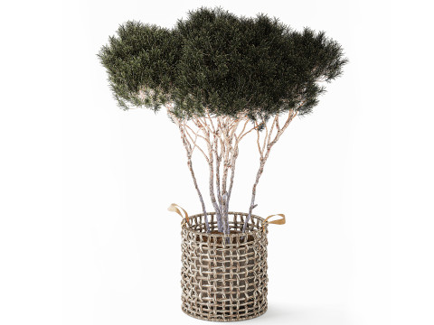 Budama Ağacı Çam Ladin Köknar Sepeti Saksı 3D Model