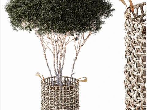 Topiary Tree Pine Spruce Fir Basket Pot 3D Model