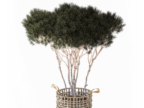 Topiary Tree Pine Spruce Fir Basket Pot 3D Model