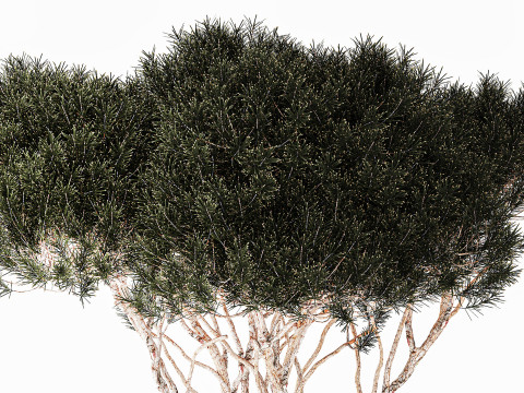 Topiary Tree Pine Spruce Fir Basket Pot 3D Model